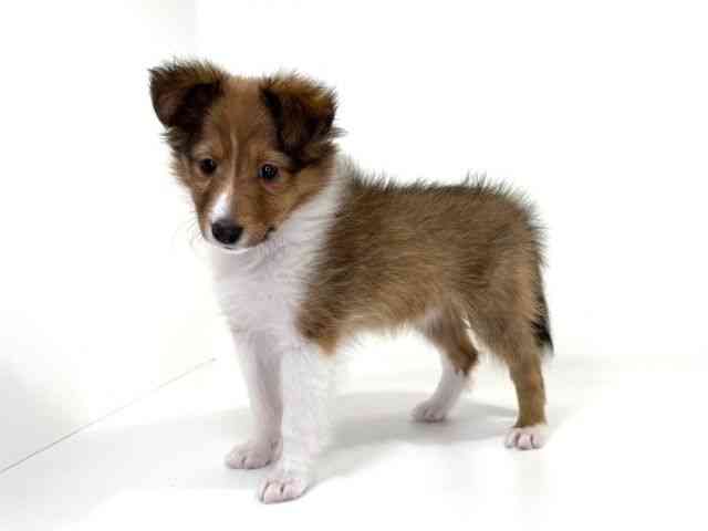 兵庫県のシェットランドシープドッグ (ひごペットフレンドリーイトーヨーカドー明石店/2025年12月30日生まれ/女の子/セーブルホワイト)の子犬の3枚目の画像