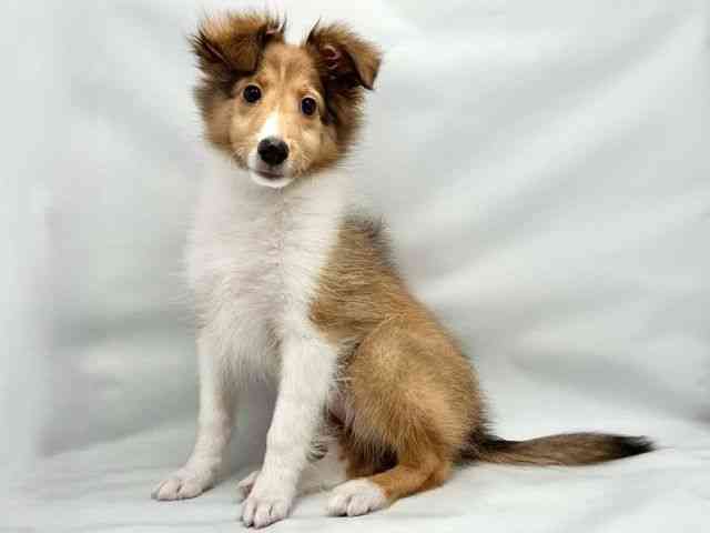 大阪府のシェットランドシープドッグ (ひごペットフレンドリー東淀川店/2025年12月30日生まれ/女の子/セーブルホワイト)の子犬の3枚目の画像