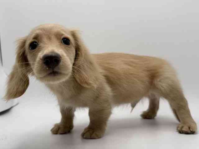 大阪府のミニチュアダックスフンド(ロング) (ひごペットフレンドリーみのおキューズモール店/2026年1月10日生まれ/男の子/イエロー)の子犬の3枚目の画像