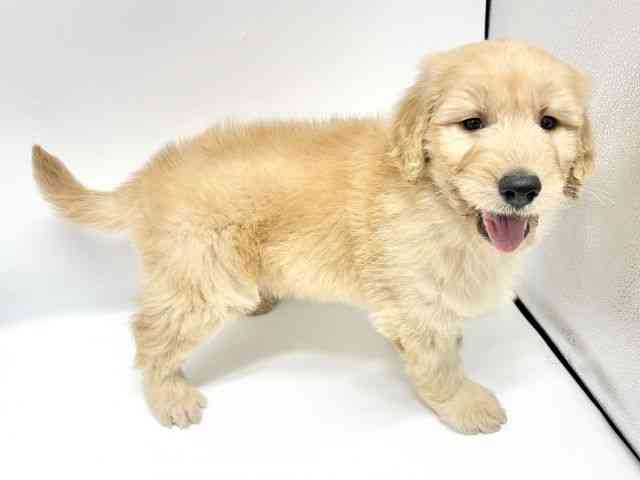 大阪府のゴールデンドゥードゥル(ゴールデン×プードル) (ひごペットフレンドリーイオンタウン豊中庄内店/2026年1月10日生まれ/男の子/クリーム)の子犬の3枚目の画像