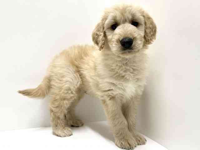 愛知県のゴールデンドゥードゥル(ゴールデン×プードル) (ひごペットフレンドリーららぽーと名古屋みなとアクルス店/2026年1月10日生まれ/男の子/クリーム)の子犬の3枚目の画像