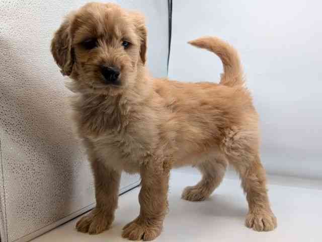 香川県のゴールデンドゥードゥル(ゴールデン×プードル) (ひごペットフレンドリーゆめタウン高松店/2026年1月10日生まれ/男の子/クリーム)の子犬の3枚目の画像