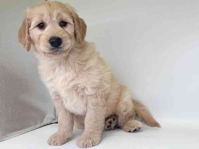大阪府のゴールデンドゥードゥル(ゴールデン×プードル) (ひごペットフレンドリー瓜破店/2026年1月10日生まれ/男の子/クリーム)の子犬の3枚目の画像