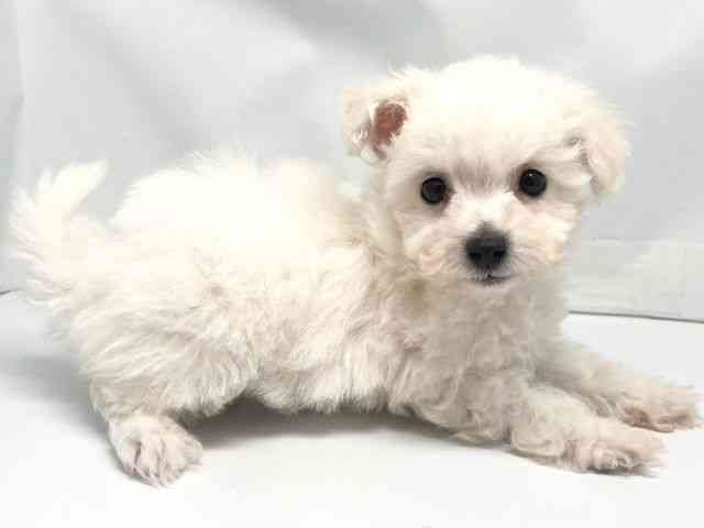 京都府のビションフリーゼ (ひごペットフレンドリー洛北阪急スクエア店/2026年1月10日生まれ/男の子/ホワイト)の子犬の3枚目の画像