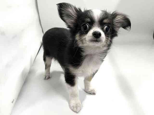 京都府のチワワ(ロング) (ひごペットフレンドリー京都店/2026年1月10日生まれ/女の子/ブラックホワイト)の子犬の3枚目の画像