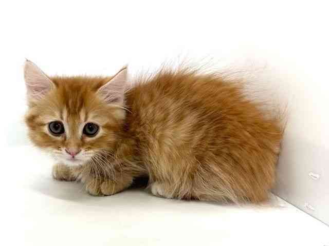 大阪府のミヌエット (ひごペットフレンドリーアクロスプラザ住之江店/2026年1月5日生まれ/男の子/レッドタビーホワイト)の子猫の3枚目の画像