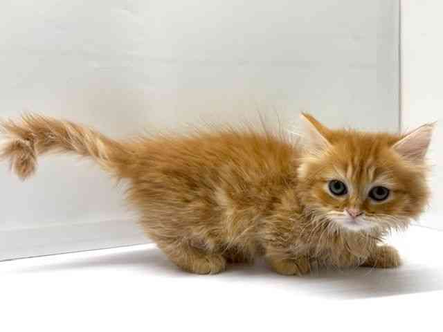 大阪府のミヌエット (ひごペットフレンドリーベルファⅡ都島店/2026年1月5日生まれ/女の子/レッドタビーホワイト)の子猫の3枚目の画像