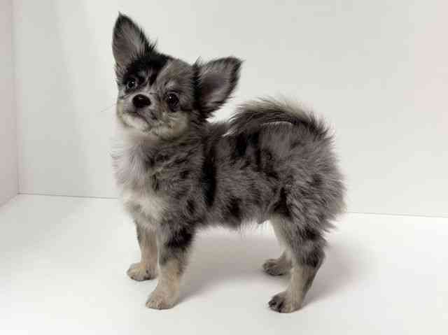 愛知県のチワワ(ロング) (ひごペットフレンドリーイトーヨーカドー知多店/2026年1月10日生まれ/男の子/ブルーマール)の子犬の3枚目の画像