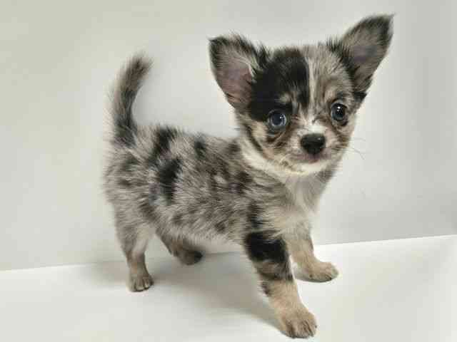 愛知県のチワワ(ロング) (ひごペットフレンドリーイトーヨーカドー知多店/2026年1月10日生まれ/男の子/ブルーマール)の子犬の3枚目の画像