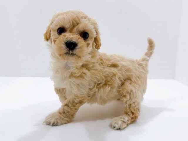 広島県のマルプー(マルチーズ×プードル) (ひごペットフレンドリーフジグラン神辺店/2026年1月10日生まれ/女の子/クリーム)の子犬の3枚目の画像