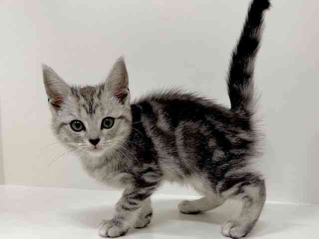 福岡県のアメリカンショートヘアー (ひごペットフレンドリーリバーウォーク北九州店/2026年1月4日生まれ/女の子/シルバータビー)の子猫の3枚目の画像