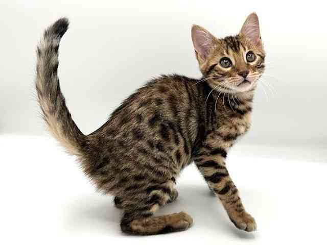 京都府のベンガル (ひごペットフレンドリーイオンモール高の原店/2026年1月7日生まれ/女の子/ブラウンスポットタビー)の子猫の3枚目の画像