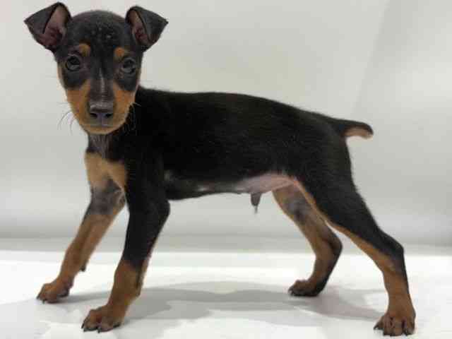 愛知県のミニチュアピンシャー (ひごペットフレンドリーヴィアモール アピタ江南西店/2026年1月11日生まれ/男の子/ブラックタン)の子犬の3枚目の画像