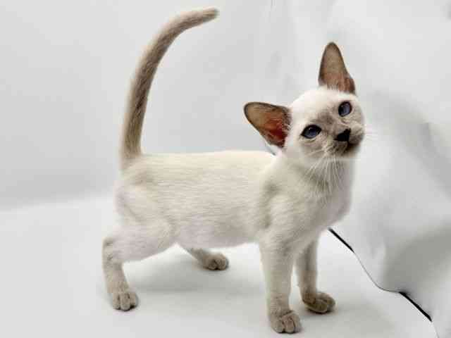 大阪府のトンキニーズ (ひごペットフレンドリーみのおキューズモール店/2026年1月9日生まれ/女の子/プラチナポイント)の子猫の3枚目の画像