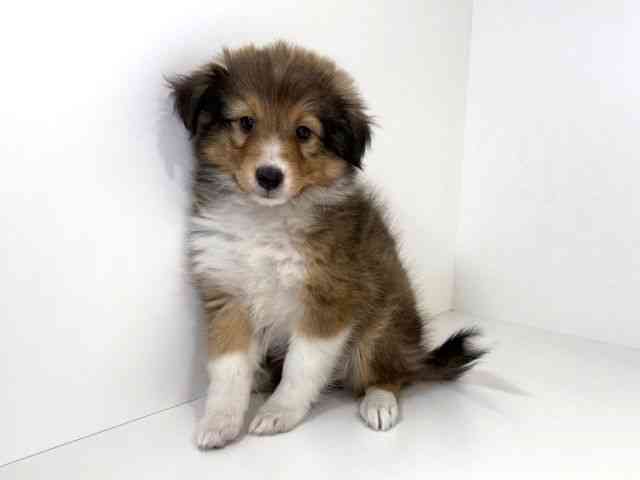 兵庫県のシェットランドシープドッグ (ひごペットフレンドリーイトーヨーカドー明石店/2026年1月10日生まれ/女の子/セーブルホワイト)の子犬の3枚目の画像