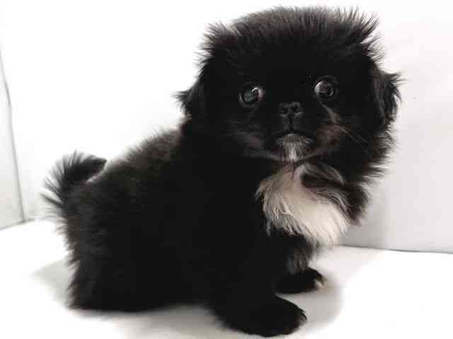 奈良県のペキニーズ (ひごペットフレンドリー奈良パワーシティ店/2026年1月10日生まれ/男の子/ブラックホワイト)の子犬の3枚目の画像