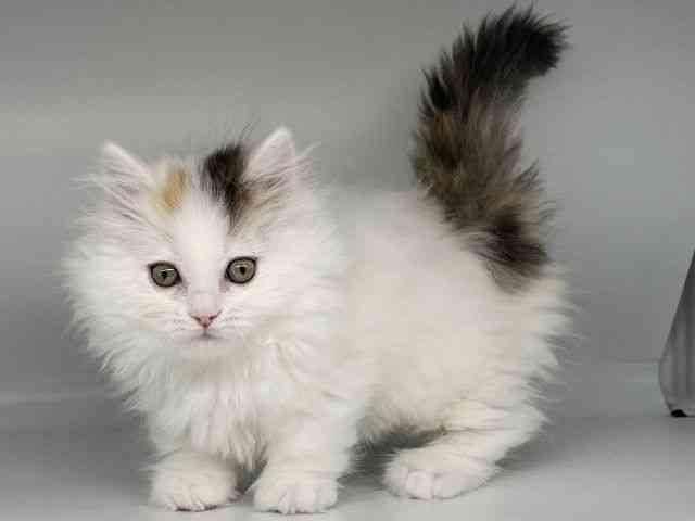 徳島県のマンチカン (ひごペットフレンドリーゆめタウン徳島店/2026年1月9日生まれ/女の子/ブラウンパッチドタビーホワイト)の子猫の3枚目の画像