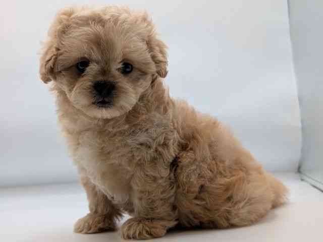 香川県のペキプー(ペキニーズ×プードル) (ひごペットフレンドリーゆめタウン高松店/2026年1月8日生まれ/女の子/アプリコット)の子犬の3枚目の画像