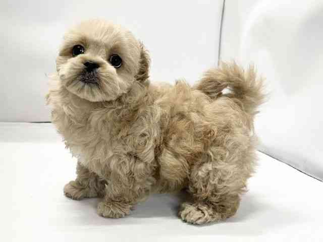 愛媛県のペキプー(ペキニーズ×プードル) (ひごペットフレンドリーイオンモール今治新都市店/2026年1月8日生まれ/女の子/アプリコット)の子犬の3枚目の画像