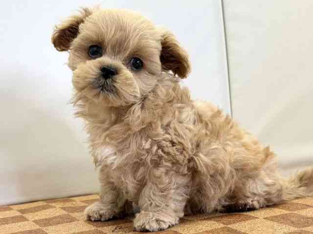 愛媛県のペキプー(ペキニーズ×プードル) (ひごペットフレンドリーエミフルMASAKI店/2026年1月8日生まれ/女の子/アプリコット)の子犬の3枚目の画像