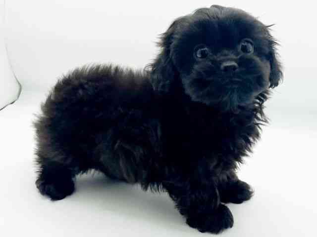 兵庫県のペキプー(ペキニーズ×プードル) (ひごペットフレンドリーコロワ甲子園店/2026年1月8日生まれ/女の子/ブラック)の子犬の3枚目の画像