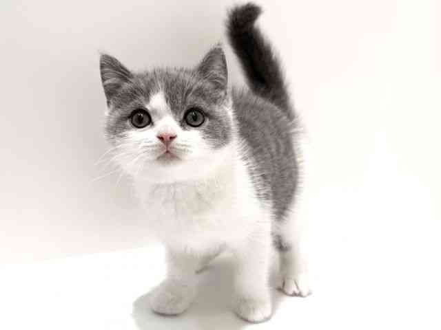 大阪府のブリティッシュショートヘアー (ひごペットフレンドリーイオン高槻店/2026年1月10日生まれ/男の子/ブルーホワイト)の子猫の3枚目の画像