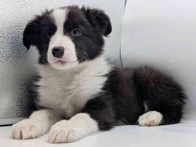 香川県のボーダーコリー (ひごペットフレンドリーゆめタウン高松店/2026年1月10日生まれ/男の子/ブラックホワイト)の子犬の3枚目の画像