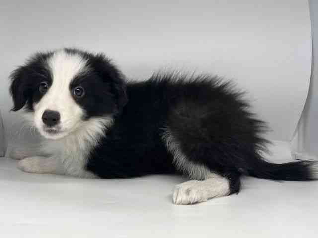 徳島県のボーダーコリー (ひごペットフレンドリーゆめタウン徳島店/2026年1月10日生まれ/男の子/ブラックホワイト)の子犬の3枚目の画像