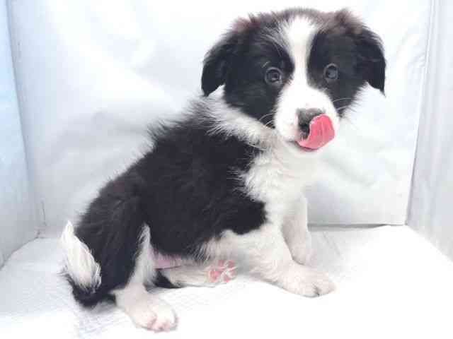 大阪府のボーダーコリー (ひごペットフレンドリー堺プラットプラット店/2026年1月10日生まれ/男の子/ブラックホワイト)の子犬の3枚目の画像