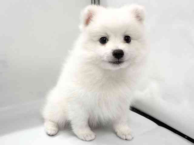 京都府の日本スピッツ (ひごペットフレンドリー京都店/2026年1月7日生まれ/男の子/ホワイト)の子犬の3枚目の画像