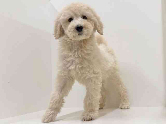 奈良県のスタンダードプードル (ひごペットフレンドリーイオンモール橿原ウエスト・ビレッジ店/2026年1月5日生まれ/男の子/ペールフォーン)の子犬の3枚目の画像