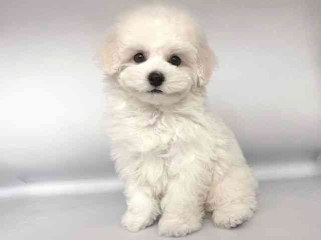 大阪府のビションプー(ビションフリーゼ×プードル) (ひごペットフレンドリー岸和田店/2026年1月10日生まれ/女の子/ホワイト)の子犬の3枚目の画像