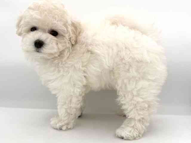 大阪府のビションプー(ビションフリーゼ×プードル) (ひごペットフレンドリーイオンそよら海老江店/2026年1月10日生まれ/女の子/ホワイト)の子犬の3枚目の画像