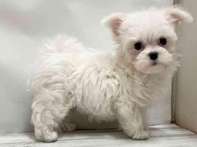 和歌山県のマルチーズ (ひごペットフレンドリーパームシティ和歌山店/2026年1月8日生まれ/男の子/ホワイト)の子犬の3枚目の画像