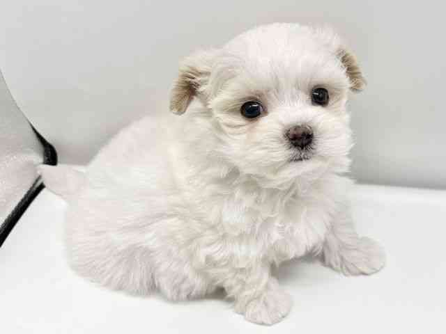 大阪府のマルプー(マルチーズ×プードル) (ひごペットフレンドリーイオンタウン豊中庄内店/2026年1月11日生まれ/男の子/ホワイト)の子犬の3枚目の画像