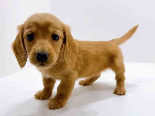 広島県のミニチュアダックスフンド(ロング) (ひごペットフレンドリーフジグラン神辺店/2026年1月10日生まれ/男の子/レッド)の子犬の3枚目の画像