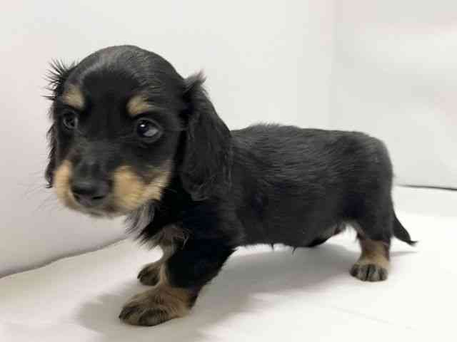 愛媛県のカニンヘンダックスフンド(ロング) (ひごペットフレンドリーイオンモール今治新都市店/2026年1月9日生まれ/男の子/ブラックタン)の子犬の3枚目の画像