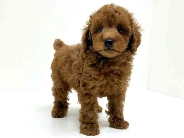 兵庫県のトイプードル(トイ) (ひごペットフレンドリーブルメールHAT神戸店/2026年1月10日生まれ/男の子/レッドフォーン)の子犬の3枚目の画像