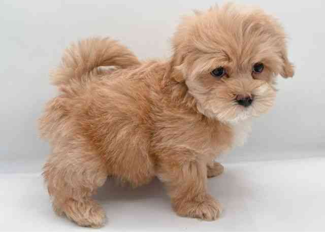 島根県のハーフ犬・ミックス犬 (ひごペットフレンドリーイオン松江ショッピングセンター店/2026年1月5日生まれ/女の子/クリーム)の子犬の3枚目の画像