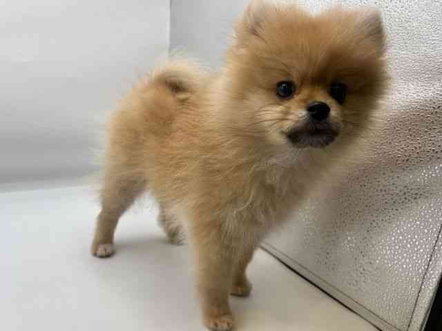 香川県のポメラニアン (ひごペットフレンドリーゆめタウン高松店/2026年1月10日生まれ/女の子/オレンジ)の子犬の3枚目の画像
