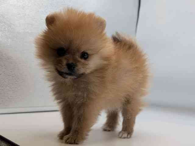 香川県のポメラニアン (ひごペットフレンドリーゆめタウン高松店/2026年1月10日生まれ/女の子/オレンジ)の子犬の3枚目の画像