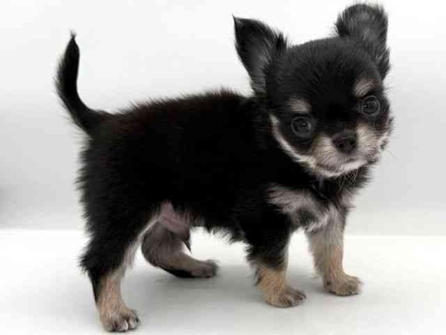 大阪府のチワワ(ロング) (ひごペットフレンドリーイオンそよら海老江店/2026年1月9日生まれ/男の子/ブラックタンホワイト)の子犬の3枚目の画像