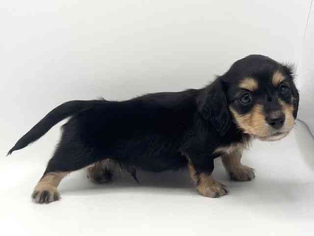 大阪府のミニチュアダックスフンド(ロング) (ひごペットフレンドリーみのおキューズモール店/2026年1月10日生まれ/男の子/ブラックタン)の子犬の3枚目の画像