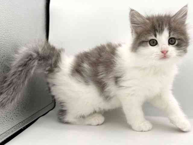 大阪府のノルウェージャンフォレストキャット (ひごペットフレンドリーイオンそよら海老江店/2026年1月11日生まれ/女の子/ブルータビーホワイト)の子猫の3枚目の画像