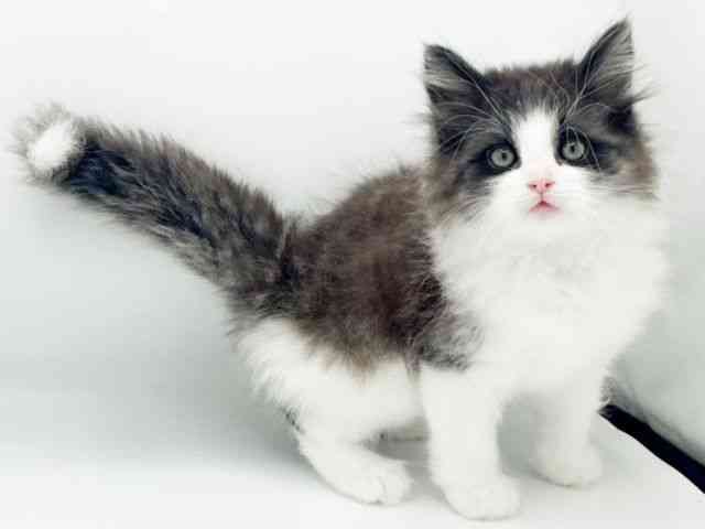 兵庫県のノルウェージャンフォレストキャット (ひごペットフレンドリーコロワ甲子園店/2026年1月11日生まれ/男の子/ブラックホワイト)の子猫の3枚目の画像