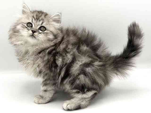 京都府のマンチカン (ひごペットフレンドリーイオンモール高の原店/2026年1月7日生まれ/男の子/シルバータビーホワイト)の子猫の3枚目の画像