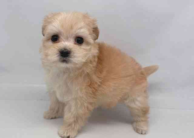 鳥取県のマルプー(マルチーズ×プードル) (ひごペットフレンドリーイオンモール鳥取北店/2026年1月8日生まれ/女の子/アプリコット)の子犬の3枚目の画像