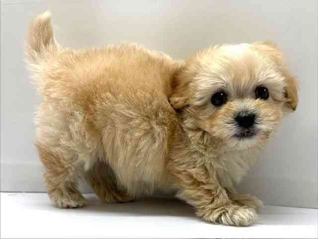 大阪府のマルプー(マルチーズ×プードル) (ひごペットフレンドリーベルファⅡ都島店/2026年1月8日生まれ/男の子/アプリコット)の子犬の3枚目の画像