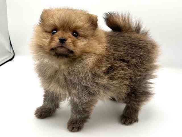 京都府のポメラニアン (ひごペットフレンドリーイオンモール高の原店/2026年1月9日生まれ/女の子/オレンジ)の子犬の3枚目の画像