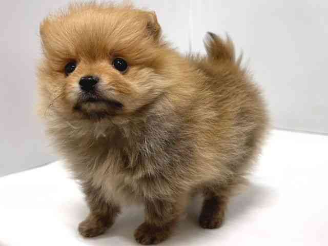 奈良県のポメラニアン (ひごペットフレンドリー奈良パワーシティ店/2026年1月9日生まれ/男の子/オレンジ)の子犬の3枚目の画像